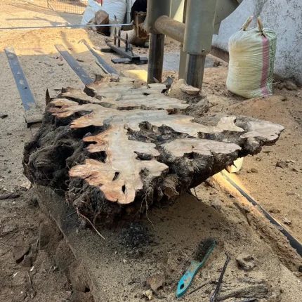 چوب زیتون رودبار