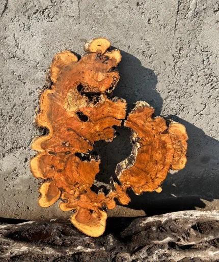 فروش چوب زیتون